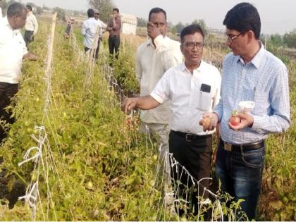 Billions of rupees loss to farmers due to damaged tomato crop | टोमॅटोच्या पिकावर किडीचा हल्ला, ताेडणी नसल्याने शेतकऱ्यांचे कोट्यवधीचे नुकसान