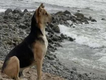 dog story gone viral who everyday waits on the beach for his dead owner | हृदयस्पर्शी! अनेक वर्षांपूर्वी झाला मालकाचा मृत्यू पण आजही समुद्रकिनारी वाट पाहतोय श्वान