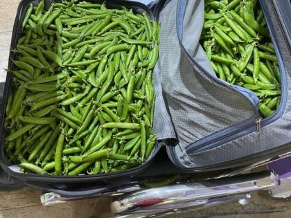 At the airport, the IPS officer checked the bag and found green peas in it | अरेच्चा! विमानतळावर IPS अधिकाऱ्याची तपासली बॅग, त्यात सापडल्या वाटाण्याच्या शेंगा