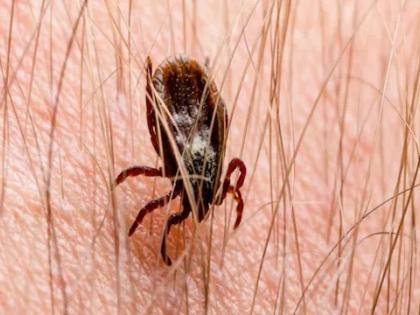 deadly heartland virus spreads from ticks to human causing multiple organ failure with no treatment | भयावह! 'या' छोट्याशा कीटकामार्फत पसरतोय कोरोनापेक्षा भयंकर व्हायरस; अवयव होतात निकामी