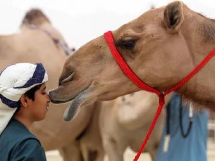 Jara Hatke: so the auction came up with a bid of Rs 14 crore for this camel. | Jara Hatke: अरे बापरे, म्हणून लिलावात या उंटावर लागली तब्बल १४ कोटींची बोली, समोर आलं असं कारण 