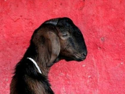 Annoying! Accused arrested for raping and killing a pregnant goat | संतापजनक! गरोदर बकरीवर बलात्कार करून तिची हत्या केल्याप्रकरणी आरोपीला अटक