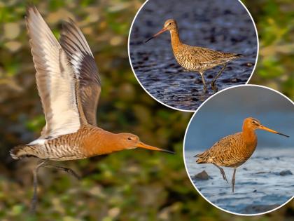 Godwit : पक्षी पाहुणे आले! युरोपियन फॅशनमधला 'गॉडवीट' आला भारताच्या सफरीला