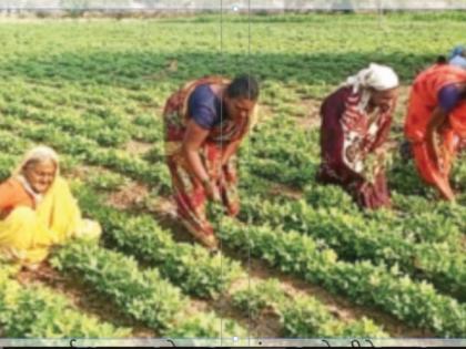 84-year-old 'young' grandmother how to farm; Earns millions of rupees | ८४ वर्षांची ‘तरुण’ आजी कसते शेती; कमावते लाखो रुपये