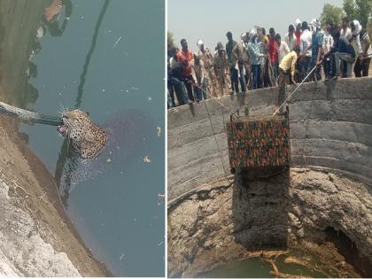 Marathwada-Vidarbha border leopard finally arrested; Fell into the well | मराठवाडा-विदर्भ सीमेवर धुमाकूळ घालणारा बिबट्या अखेर जेरबंद; विहिरीत पडल्याने लागला हाती