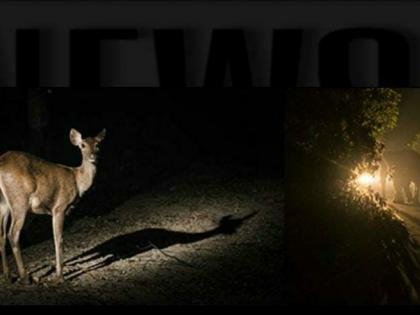 Night safari on Kas Road are a nuisance to wildlife in satara | कासचं कुंपण मानगुटीवर घातलं आता सफारी नको; सातारकरांच्या तीव्र भावना