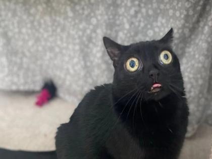 cat with huge eyes jinx selected as mayor of american town for one day | काय सांगता? चक्क एका मांजरीला बनवलं 'या' शहराची महापौर; कारण ऐकून व्हाल हैराण