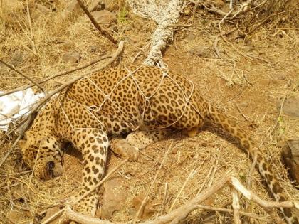 The death of a leopard trapped in a hunter's net; Incident in Bhanakwadi Shivara | शिकाऱ्याच्या जाळ्यात अडकून बिबट्याचा मृत्यू; भानकवाडी शिवारातील घटना