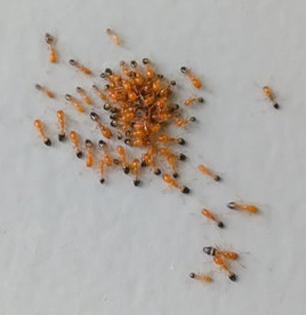 What Is The Fastest Way To Get Rid Of Ants : घरात लाल मुंग्यांनी धुमाकूळ घातलाय; फक्त ५ उपाय, मुंग्यांची रांग होईल कमी