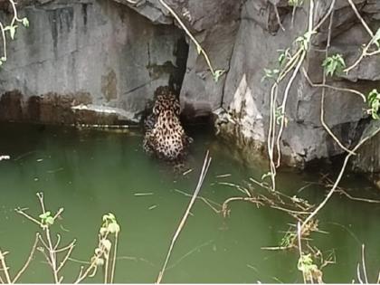 Three hours of trembling and the leopard outside the well | तीन तासांचा थरार अन् बिबट्या विहिरीच्या बाहेर; वनविभागाच्या पथकाची मेहनत कामी आली