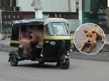 The puppy sitting in the rickshaw driver took the life, filed a crime | अमानुषपणा! रिक्षात बसलेल्या कुत्र्याच्या पिल्लाचा घेतला जीव, गुन्हा दाखल