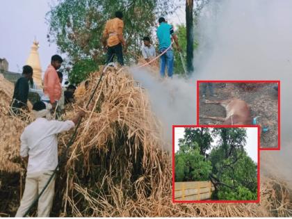 The rain hits farmers; lighting at 4 places in Selu taluka, loss of animals, loss of crops | मृग नक्षत्राचा तडाखा; सेलू तालूक्यात ४ ठिकाणी वीज कोसळली, पशुधन दगावले, पिकांचे नुकसान