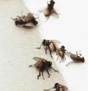 How To Get Rid Of House flies : How to Get Rid of Flies at Home During Rains
