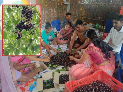 Sweet across the state of the purple fruit in the Surangali of Jalana; Record income of 30 lakhs taken in just 3 acres | सुरंगळीतील जांभूळांचा राज्यभर गोडवा; शेतकरी कुटुंबाने ३ एकरात घेतले ३० लाखांचे उत्पन्न