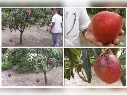 muzaffarpur sugar free mango american beauty variety cultivation by ram kishore singh cost 4000 per kilogram | ऐकावं ते नवलंच! शेतकऱ्याने केली शुगर फ्री आंब्याची लागवड; 16 वेळा बदलतो रंग, जाणून घ्या, खासियत