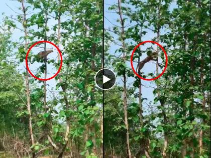 wildlife hunting viral video on social media leopard jump on tree baby monkey escapes and leopard falls down see what happens next | Leopard Viral Video: खतरनाक!! बिबट्याने झाडावर चढून शिकारीसाठी उडी मारली अन्...