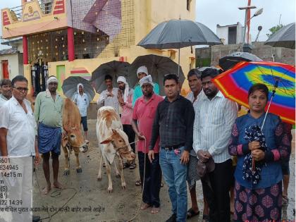 Bulls came infront to where the man had not courage; The lives of the brothers trapped in the flood were saved | मनुष्य धाडस तोकडे पडले तिथे सर्जाराजा धावून आले; पुरात अडकलेल्या भावांचे वाचवले प्राण