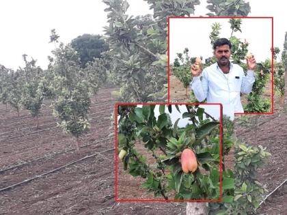 with the help of YouTube Apple Orchard Blooms in Drought Beed; The farmer Suresh Sajagane's experiment was successful in Majalgaon | युट्युबने केली कमाल, दुष्काळी बीडमध्ये बहरली सफरचंदाची बाग; शेतकऱ्याचा प्रयोग यशस्वी