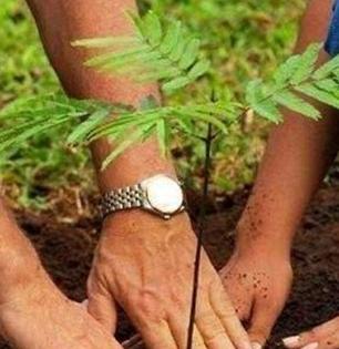 Best plants to grow in rainy season, Monsoon is best season for planting these 7 plants
