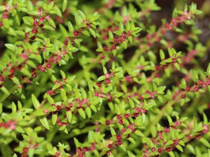 Konkan Suran, Malampura Rotala record of rare plants in Satpura forest! | सातपुड्याच्या जंगलात कोकण सुरण, मालमपुरा रोटाला दुर्मीळ वनस्पतींची नोंद!