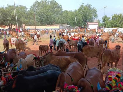 700 years of tradition at Mahapolya of Wai in Hingoli; 40 thousand bullocks came from Vidarbha-Marathwada region | पोळ्याच्या दुसऱ्या दिवशी महापोळा; ७०० वर्षांची परंपरा पाळत वाईत ४० हजार बैलजोड्यांची हजेरी