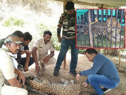 A dying leopard was found after not finding its prey; Finally alive after medication | शिकार न सापडल्याने मरणासन्न अवस्थेतील बिबट्या आढळला; औषधोपचारानंतर अखेर शुद्धीवर