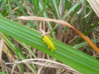 Infestation of sugarcane by poisonous worm; Farmers who come in contact also suffer unbearable pain | शेतकऱ्यांनो लक्ष द्या, उसावर विषारी अळीचा प्रादुर्भाव, संपर्कात आल्यास होतात असह्य वेदना