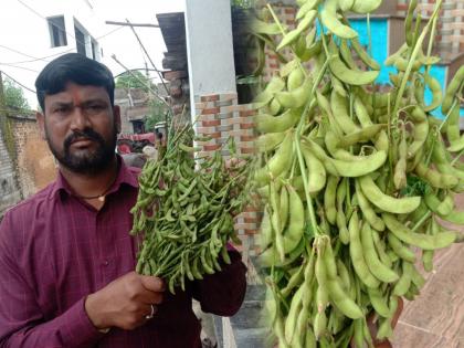 150 pods per soybean plant; The result of the hard work of a farmer group in washim | अबब! सोयाबीनच्या एका झाडाला १५० शेंगा; शेतकरी गटाच्या परिश्रमाची फलश्रुती