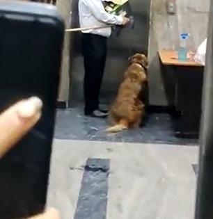 लिफ्टमध्ये कुत्र्याला का आणलं म्हणून २ महिलांचं तुफान भांडण; व्हायरल व्हिडिओ- मारामारी झाली तरी..