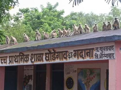 Under the supervision of the teacher, Vanarasena, the school-filled class discussion raged | शिक्षकाच्या निगराणीला वानरसेना, शाळेवर भरलेल्या वर्गाची चर्चा रंगली