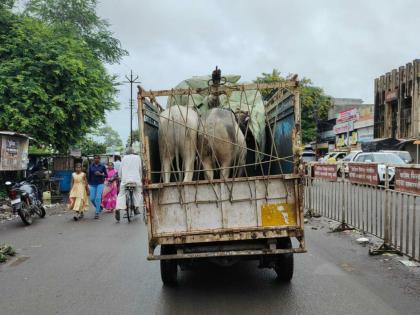 Transport of animals in vehicles in washim | वाहनामध्ये कोंबून जनावरांची वाहतूक; जनावरांच्या वाहतूक नियमांना वाहनचालकांचा खो