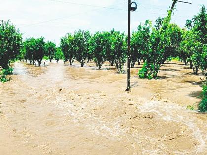 Seven people died, 33 thousand hectares affected; Heavy damage in West Vidarbha due to rain in 48 hours | सात जणांचा मृत्यू, ३३ हजार हेक्टर बाधित; ४८ तासातील पावसामुळे पश्चिम विदर्भात मोठे नुकसान 