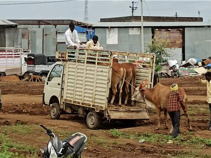 Cattle market held in Khamgaon without permission: Lumpy disease outbreak feared | परवानगी नसतानाही खामगावात भरला गुरांचा बाजार; लम्पी आजाराचा प्रादुर्भाव वाढण्याची भीती 