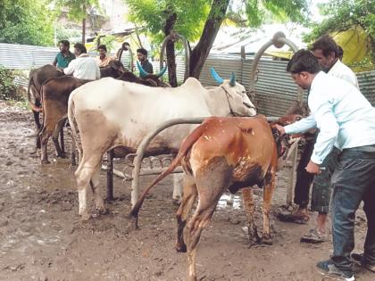 In Akola, lumpy Skin Disease Virus reached one thousand and 6 dead | चिंताजनक! अकोल्यात लम्पीने गाठला हजाराचा आकडा, ६ मृत्यू, ५० हजारांवर पशुधन धोक्यात