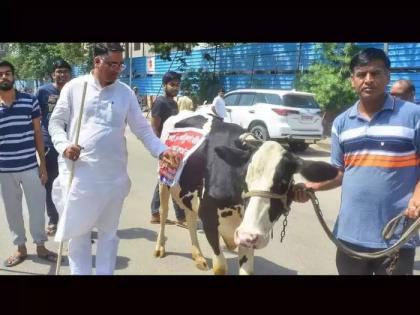 bjp mla suresh singh rawat arrived in rajasthan assembly with cow | अरे देवा! भाजपा आमदार थेट गाय घेऊन पोहोचले विधानसभेत; पुढे झालं असं काही...