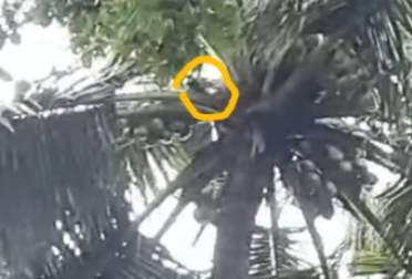 Animal lovers' efforts to save kittens stuck in a tree for 4 days | ४ दिवसांपासून माडाच्या झाडावर अडकून पडलेल्या मांजराच्या पिल्लांला वाचवण्यासाठी प्राणीमित्रांची कसरत