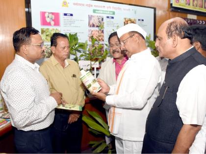 Find solutions to reduce conch snail infestation, Abdul Sattar advises scientists | शंखी गोगलगाईचा प्रादूर्भाव कमी करण्यासाठी उपाय शोधा, अब्दूल सत्तारांच्या शास्त्रज्ञांना सूचना