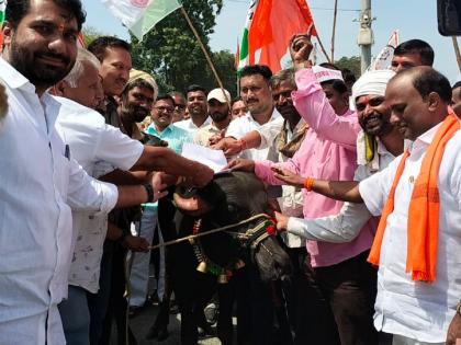 Protest against crop insurance company, government; Submitted a statement to buffalo | आंदोलकांचा पिक विमा कंपनी, सरकारच्या नावाने 'गोंधळ'; शेवटी रेड्याला केले निवेदन सादर