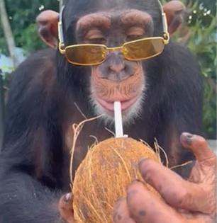 पिवळा गॉगल लावून चिंपांझी चक्क नारळ पाणी पित बसला; व्हायरल व्हिडिओ पाहून लोक म्हणाले.....