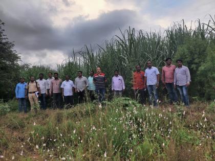 Cultivation of cannabis in sugarcane revealed; Farmer arrested with cannabis worth ten lakhs | उसात गांजाची लागवड उघड; दहा लाखांच्या गांजासह शेतकरी अटकेत