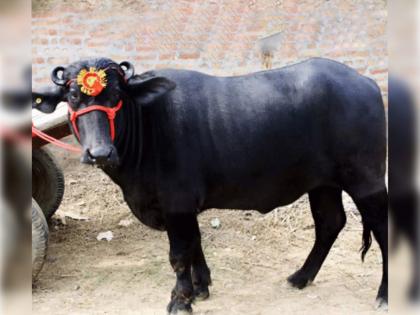 lucknow woman set up dairy business with buffalo get in dowry | हुंड्यात मिळाली म्हैस! महिलेने लढवली भारी शक्कल; सुरू केला व्यवसाय, अनेकांना दिला रोजगार