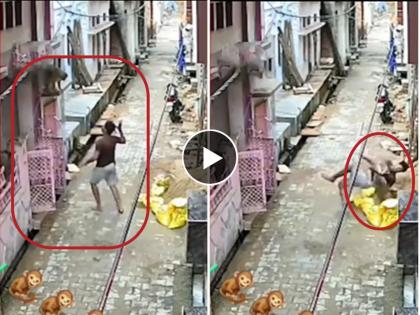 monkey takes down a man in wwe style watch viral video | Video - माकडाशी पंगा घेणं पडलं चांगलंच महागात; WWE स्टाईलमध्ये तरुणाला पाडलं खाली अन्...