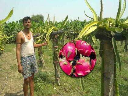 uttar pradesh farmer ravindra pandey earning lakh of rupees by dragon fruit farming | कौतुकास्पद! परदेशातील नोकरीची ऑफर धुडकावली; आता शेतीतून ‘अशी’ करतोय लाखोंची कमाई