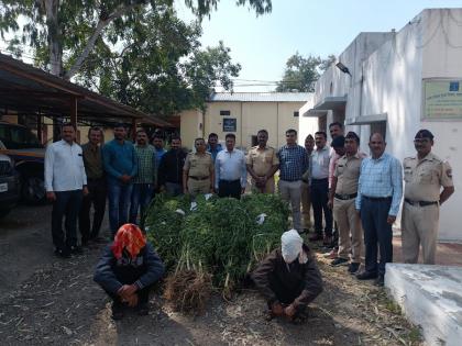 Cannabis plants planted in sugarcane,Cabbage and Tomatoes farm Near Verul; 82 kg ganja seized, two arrested | वांगे, कोबी, टमाटे अन् उसात लावली गांजाची झाडे; ८ एकरात अनेकदा पिक घेतल्याचे उघड