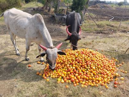 The prices fell, the angry farmer threw tomatoes as animals food! | दर गडगडले, संतप्त शेतकऱ्याने जनावरांच्या दावणीला टाकले टोमॅटो!