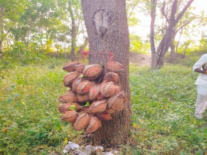 The height of superstition! A coconut pylon is pierced with needles in a forest tree, worship is laid down | अंधश्रद्धेचा कळस! जंगलातील झाडाला सुया टोचून नारळाचे तोरण, खाली घातली पूजा