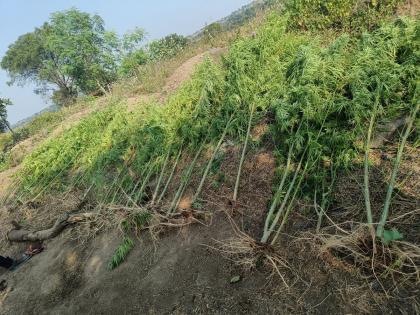 Cultivation of marijuana in cotton fields; 23 trees seized, case registered against farmer | कपाशीच्या शेतात गांजाची लागवड; २३ झाडे जप्त, शेतकऱ्याविरुद्ध गुन्हा दाखल