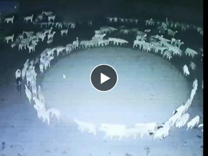 sheep walking mystery scientist claims mystery behind sheep walking in circle inner mongolia china solved | अखेर 'ते' रहस्य उलगडलं! गेले 12 दिवस गोल गोल फिरणाऱ्या मेंढ्यांमागचं नेमकं कारण समजलं