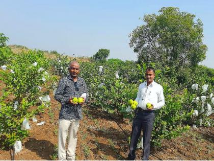 Ashti's guava is also sweet in Gujarat; Successful launch of a young entrepreneur from an orchard | आष्टीच्या पेरूची गुजरातमध्येही गोडी; फळबागेतून तरुण उद्योजकाची यशस्वी भरारी