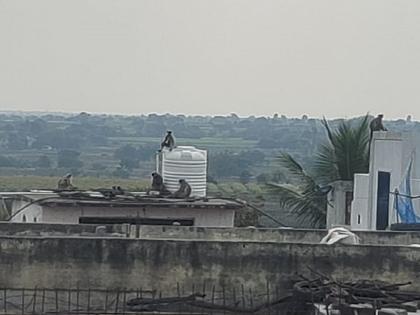 The village gathered to catch a monkey; Seeing this, 30 monkeys came to the village to help that monkey | एका वानरामुळे अख्ख गाव बेजार; पकडण्यास गेले तर त्याच्या मदतीला आणखी ३० वानरे दाखल